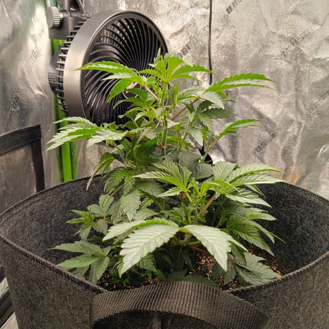 Blue Dream - Gen 1 growlog timeline photo