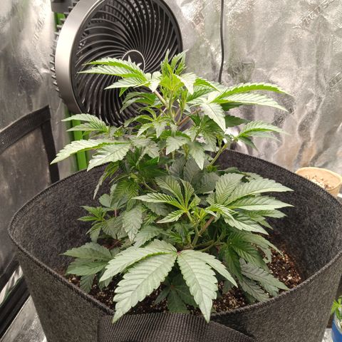Blue Dream - Gen 1 growlog timeline photo