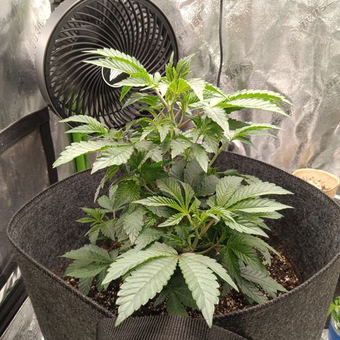 Blue Dream - Gen 1 growlog timeline photo