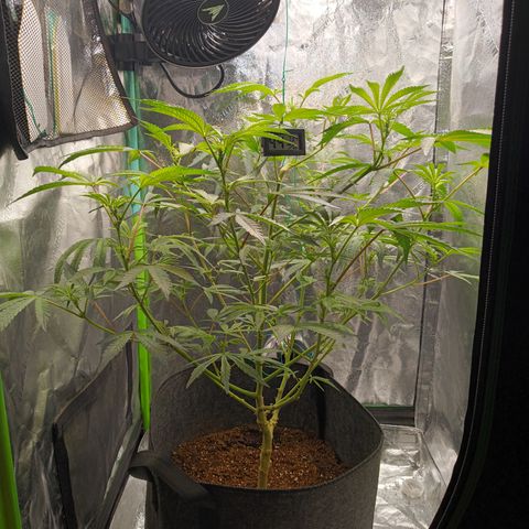 Blue Dream - Gen 1 growlog timeline photo
