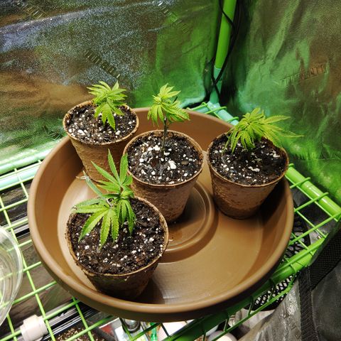 Blue Dream - Gen 2 growlog photo: Transplant from water to soil