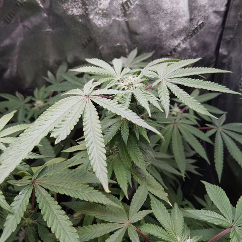 Blue Dream - Gen 1 growlog timeline photo