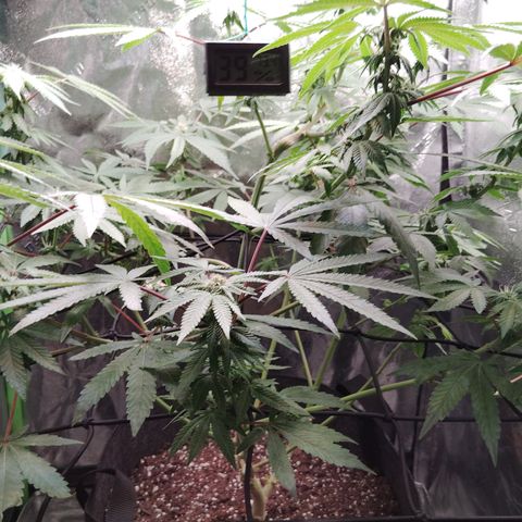 Blue Dream - Gen 1 growlog timeline photo