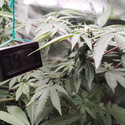 Blue Dream - Gen 1 growlog timeline photo
