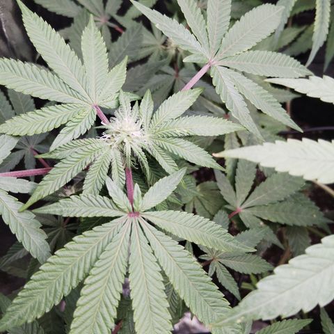 Blue Dream - Gen 1 growlog timeline photo