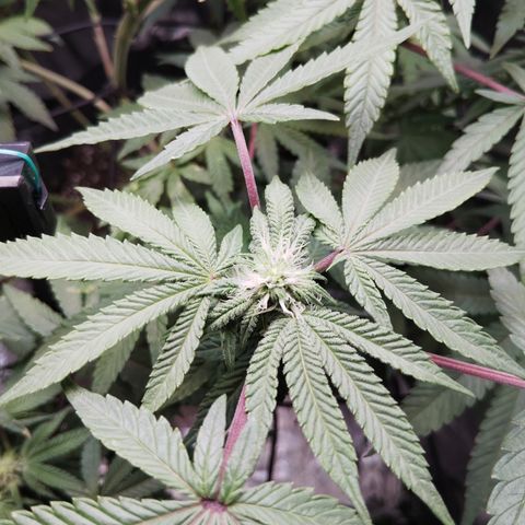 Blue Dream - Gen 1 growlog timeline photo