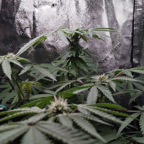 Blue Dream - Gen 1 growlog timeline photo