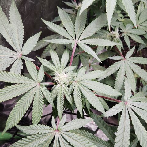 Blue Dream - Gen 1 growlog timeline photo