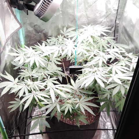 Blue Dream - Gen 1 growlog timeline photo