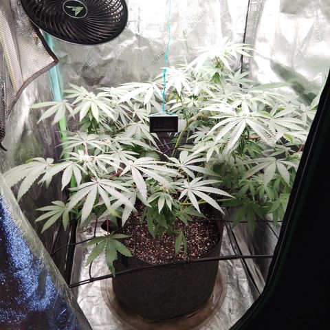 Blue Dream - Gen 1 growlog timeline photo