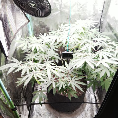 Blue Dream - Gen 1 growlog timeline photo