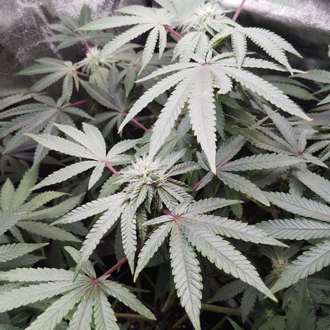 Blue Dream - Gen 1 growlog timeline photo