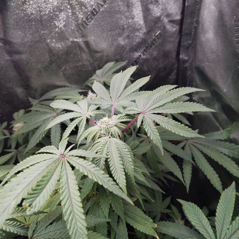 Blue Dream - Gen 1 growlog timeline photo