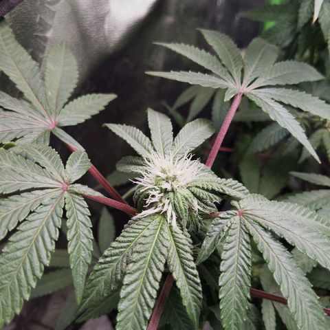Blue Dream - Gen 1 growlog timeline photo