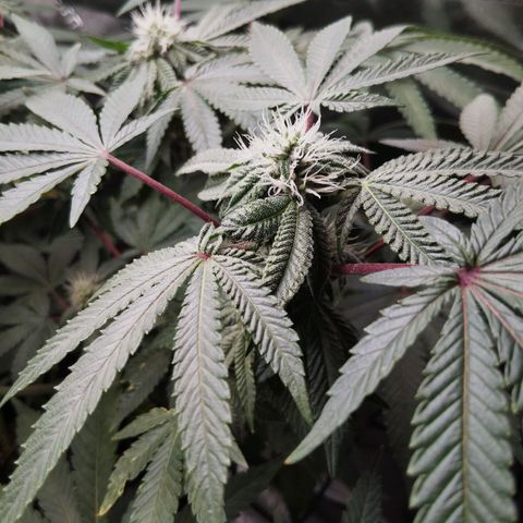 Blue Dream - Gen 1 growlog timeline photo
