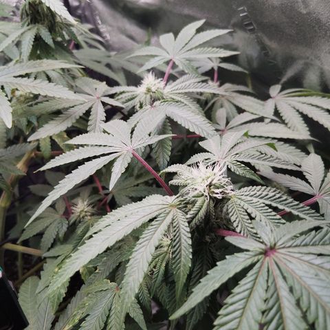 Blue Dream - Gen 1 growlog timeline photo