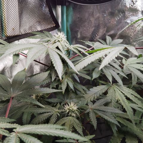 Blue Dream - Gen 1 growlog timeline photo