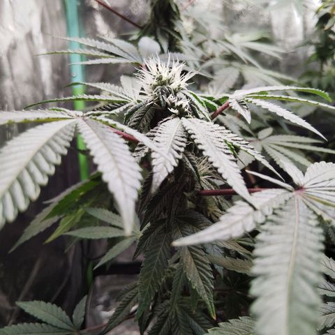 Blue Dream - Gen 1 growlog timeline photo