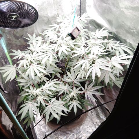 Blue Dream - Gen 1 growlog timeline photo