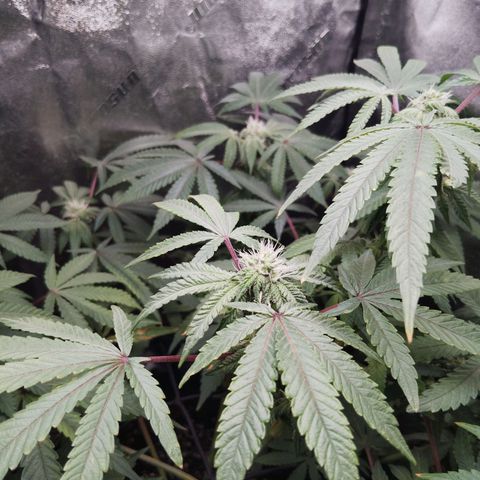 Blue Dream - Gen 1 growlog timeline photo