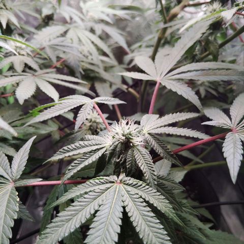 Blue Dream - Gen 1 growlog timeline photo