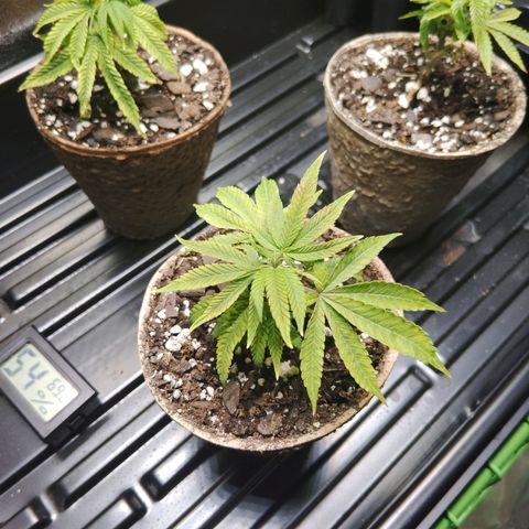 Blue Dream - Gen 2 growlog timeline photo