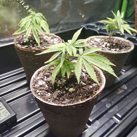 Blue Dream - Gen 2 growlog timeline photo