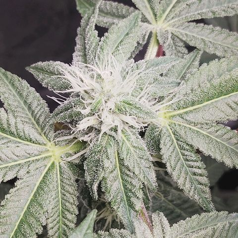 Blue Dream - Gen 1 growlog timeline photo
