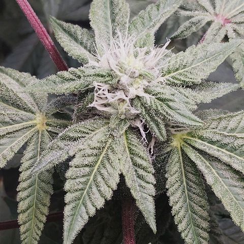 Blue Dream - Gen 1 growlog timeline photo