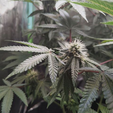 Blue Dream - Gen 1 growlog timeline photo