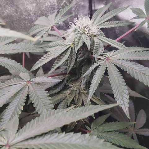Blue Dream - Gen 1 growlog timeline photo