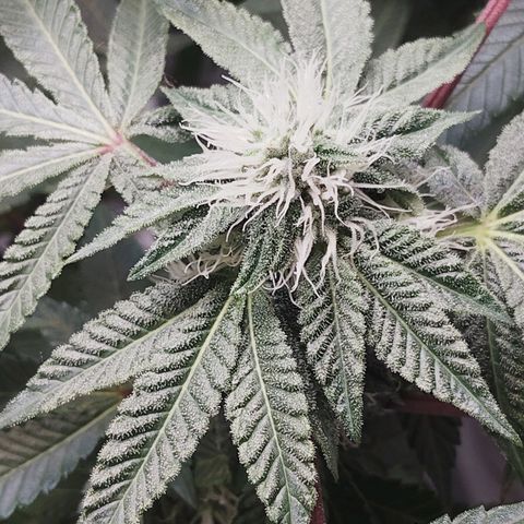 Blue Dream - Gen 1 growlog timeline photo