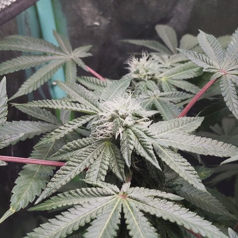 Blue Dream - Gen 1 growlog timeline photo