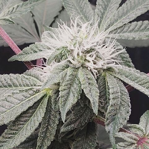 Blue Dream - Gen 1 growlog timeline photo