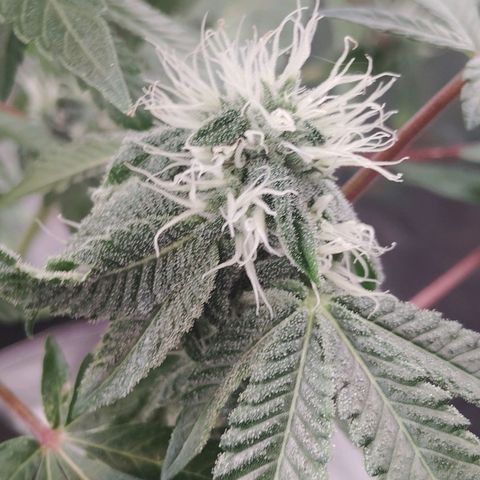 Blue Dream - Gen 1 growlog timeline photo