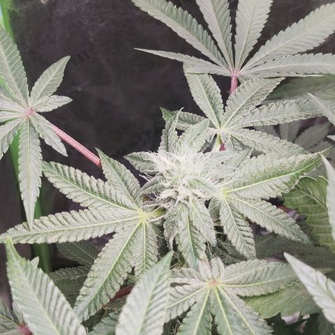 Blue Dream - Gen 1 growlog timeline photo