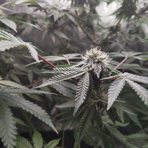 Blue Dream - Gen 1 growlog timeline photo