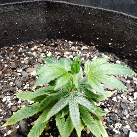 Blue Dream - Gen 2 growlog timeline photo