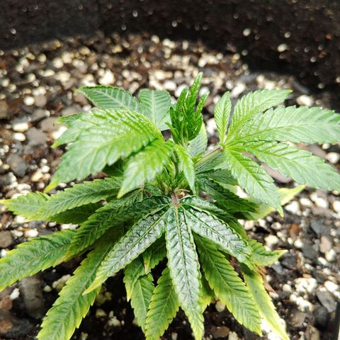 Blue Dream - Gen 2 growlog timeline photo