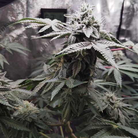 Blue Dream - Gen 1 growlog timeline photo