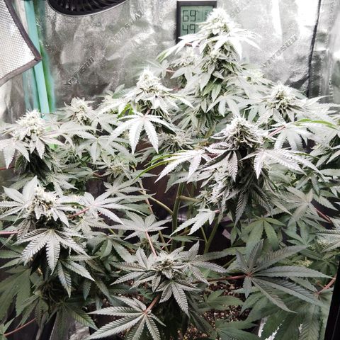 Blue Dream - Gen 1 growlog timeline photo