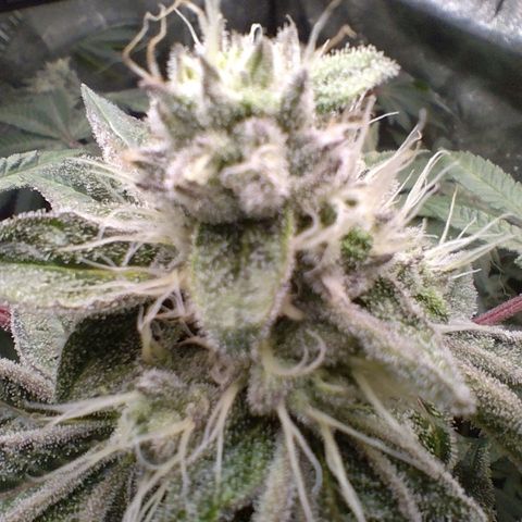 Blue Dream - Gen 1 growlog timeline photo