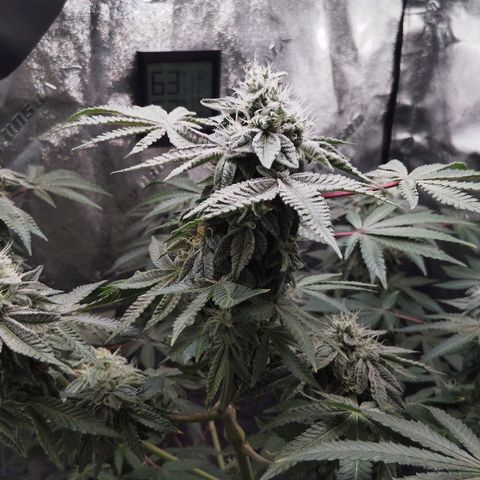 Blue Dream - Gen 1 growlog timeline photo
