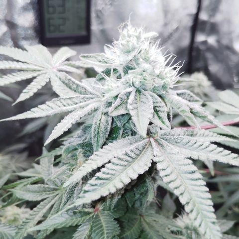 Blue Dream - Gen 1 growlog timeline photo
