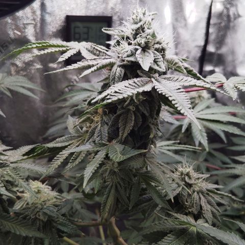 Blue Dream - Gen 1 growlog timeline photo