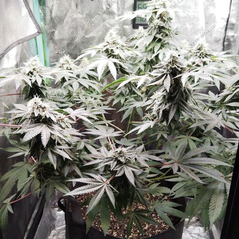 Blue Dream - Gen 1 growlog timeline photo