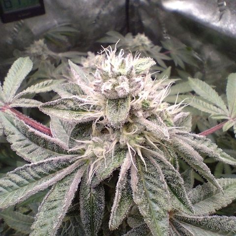 Blue Dream - Gen 1 growlog timeline photo
