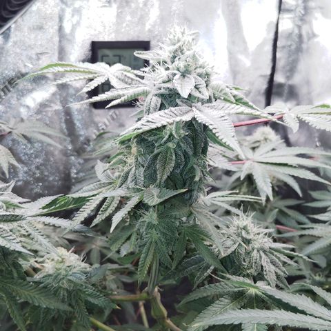 Blue Dream - Gen 1 growlog timeline photo