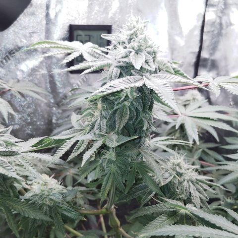 Blue Dream - Gen 1 growlog timeline photo