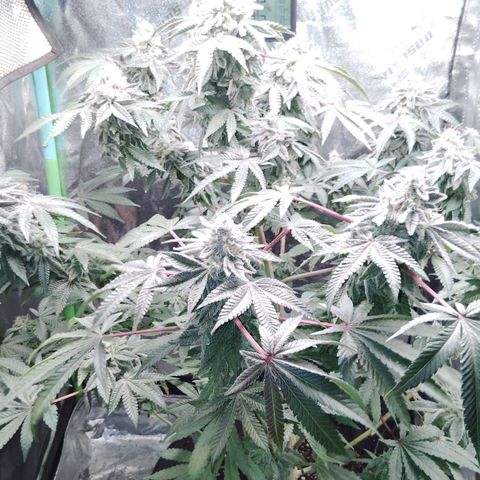 Blue Dream - Gen 1 growlog timeline photo
